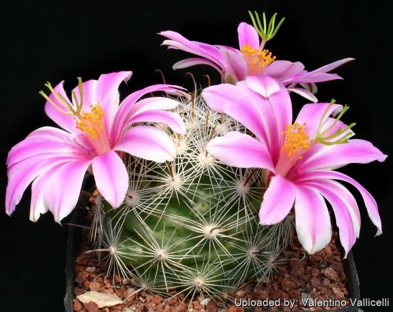 Mammillaria boolii