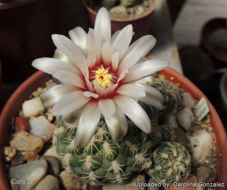 Gymnocalycium calochlorum
