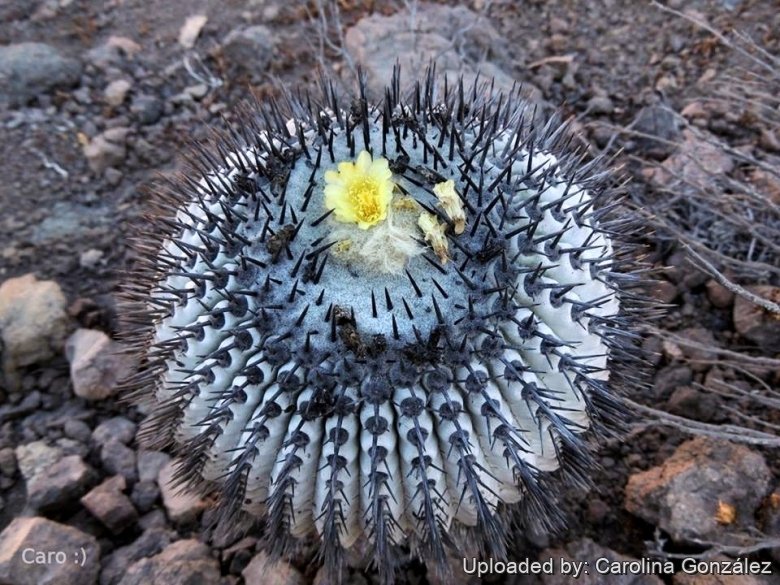 Copiapoa cinerea subs. columna-alba