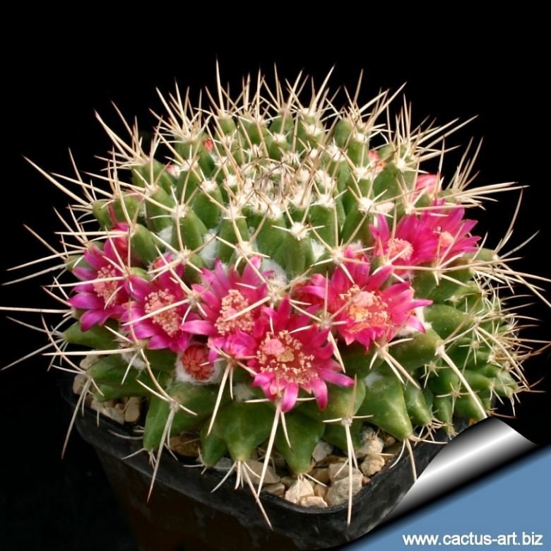 Mammillaria compressa