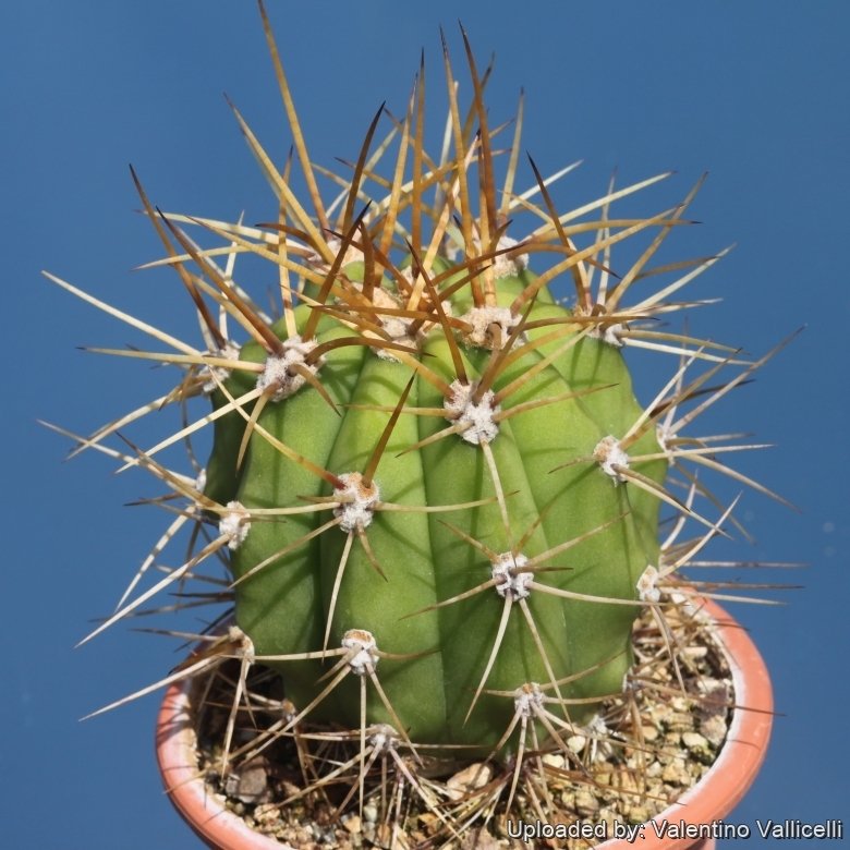 Trichocereus terscheckii