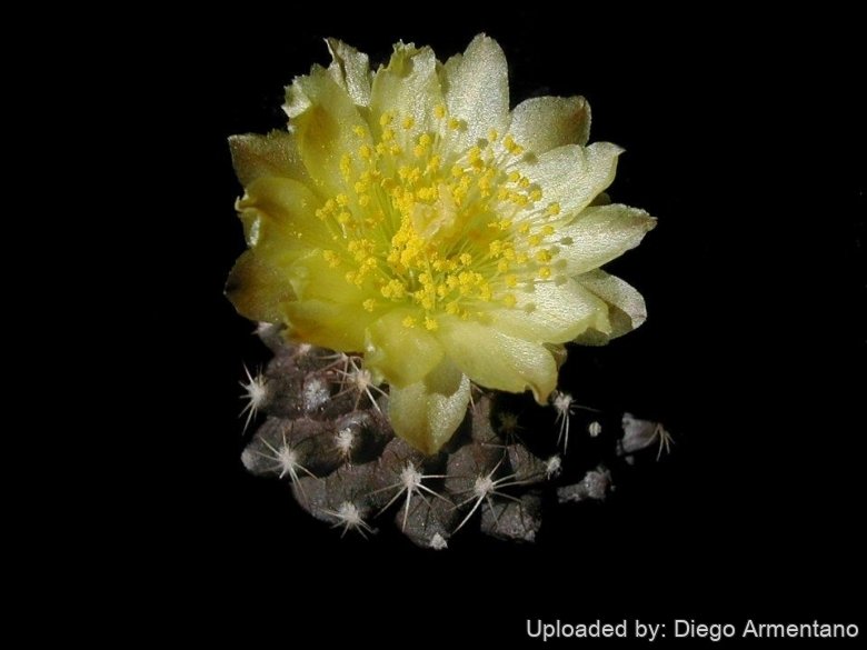 Copiapoa tenuissima