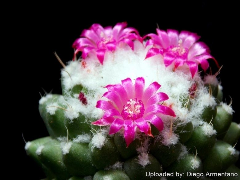 Mammillaria polythele f. inermis