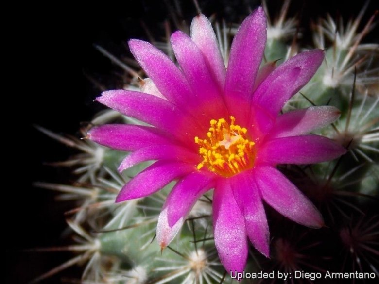 Echinocactus viereckii