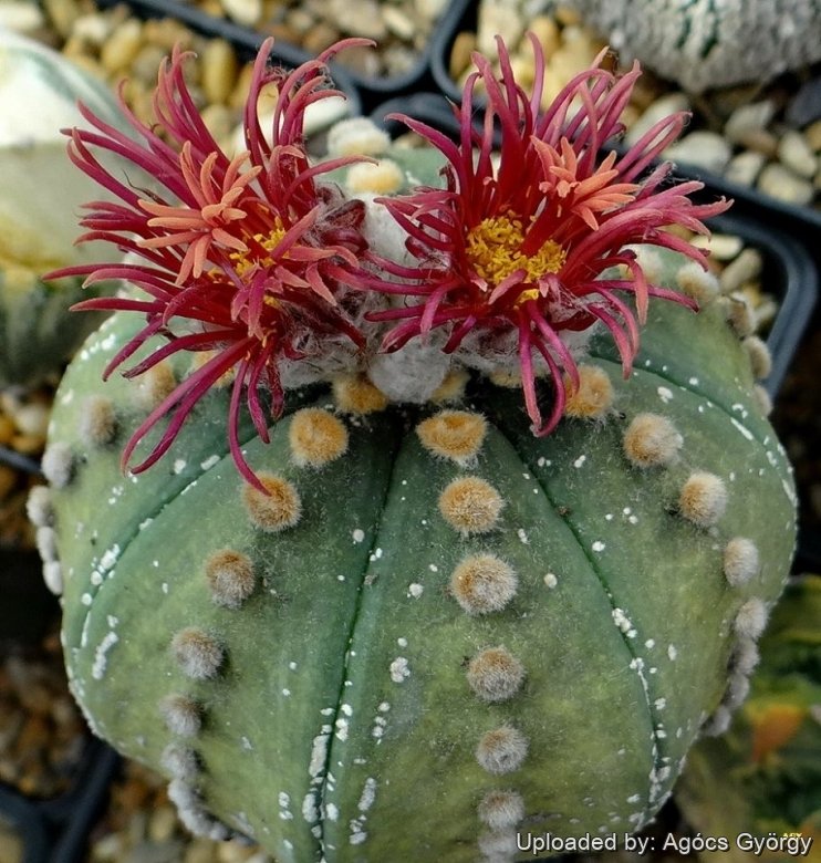 Astrophytum asterias cv. Shinshowa Akabana
