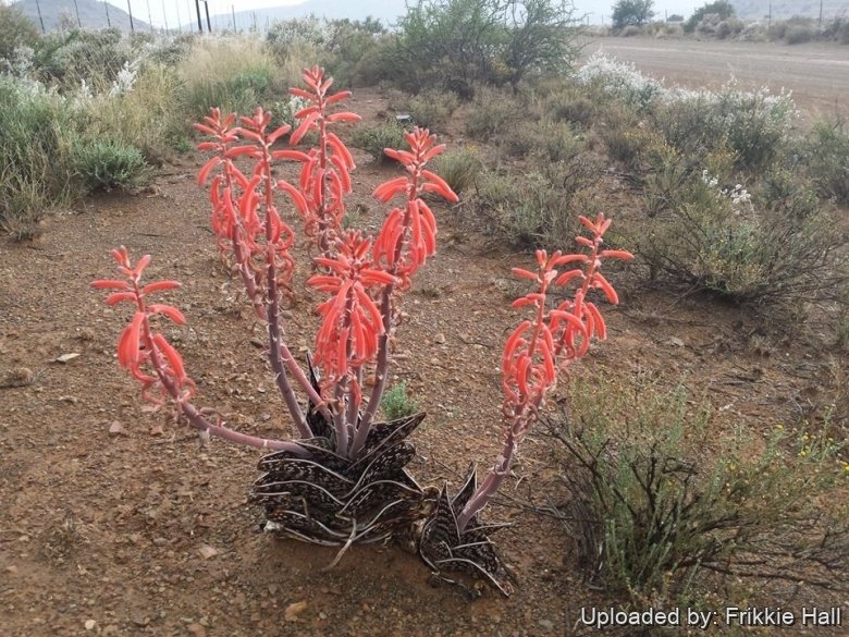 Aloe variegata