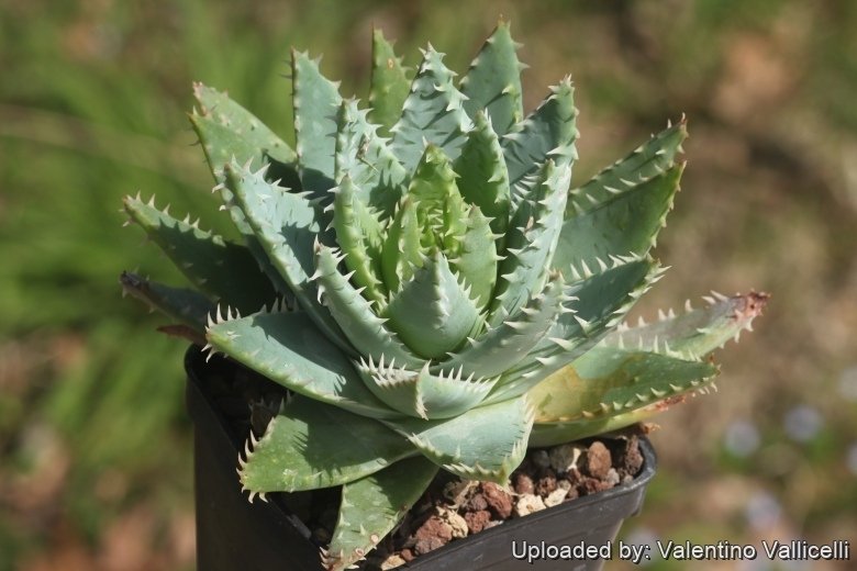 Aloe brevifolia