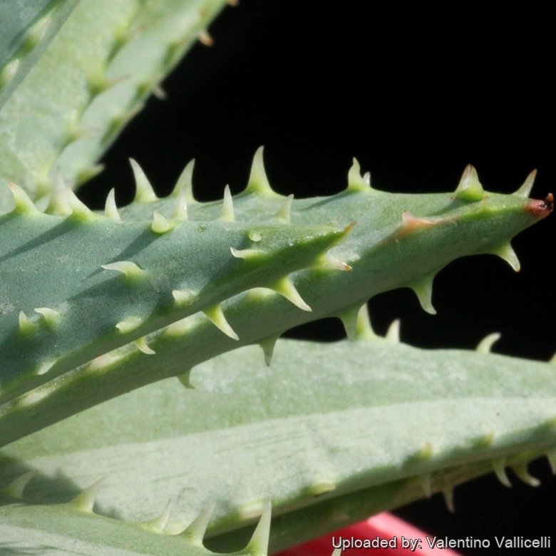Aloe brevifolia