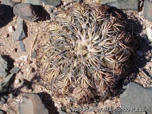Gymnocalycium spegazzinii