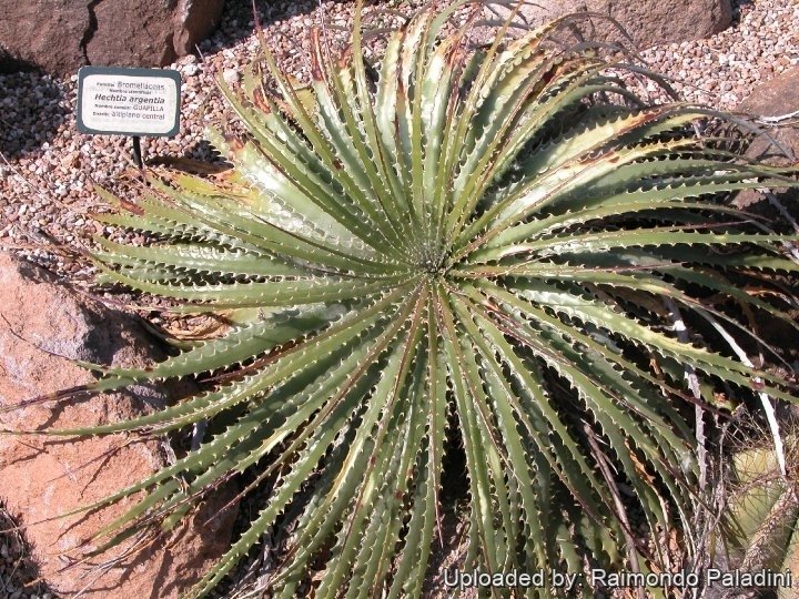 Dyckia argentea
