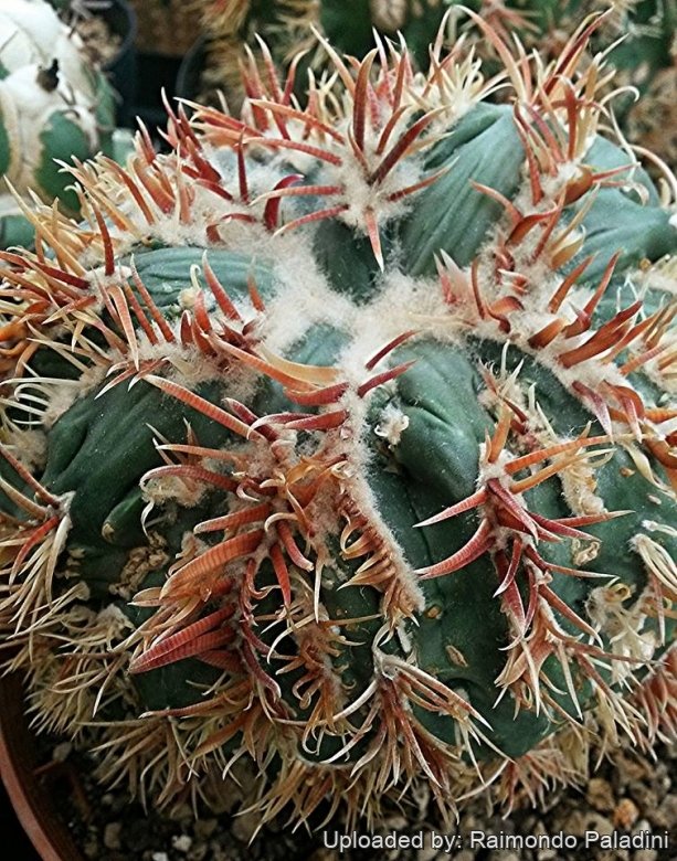 Homalocephala texensis f. monstruosa