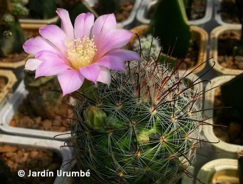 Mammillaria longiflora