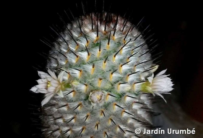 mammillaria rubrograndis Mammillaria melanocentra v. rubrograndis 'variegata' Variegated  Kyle's  Plants