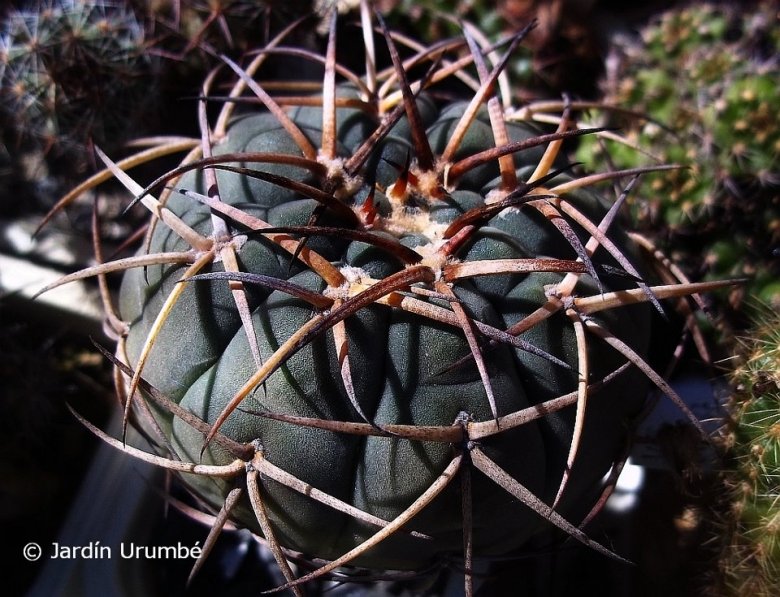Gymnocalycium cardenasianum