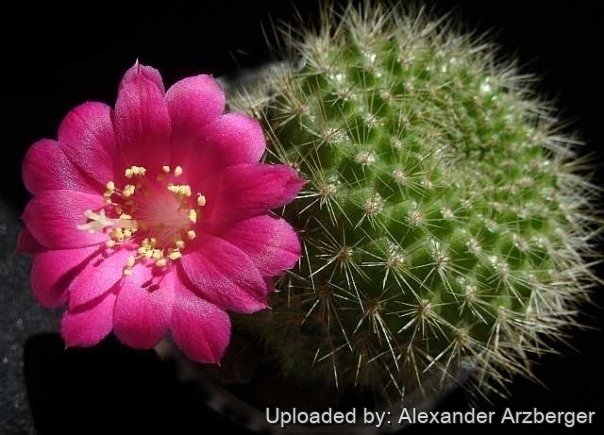 cactus plant flea market fleece Cactus Plant Flea Market Lime Cowboy Fleece – Rush Hour main image 1