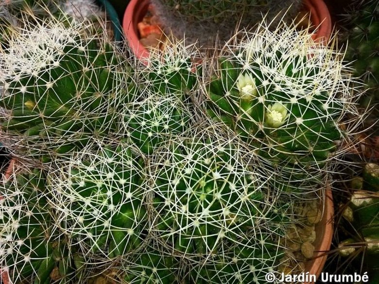 Mammillaria camptotricha