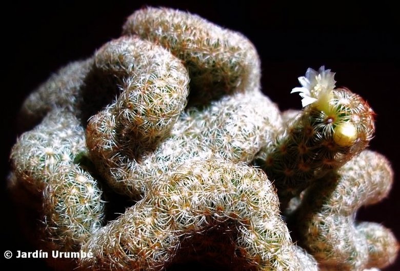 Mammillaria elongata f. cristata