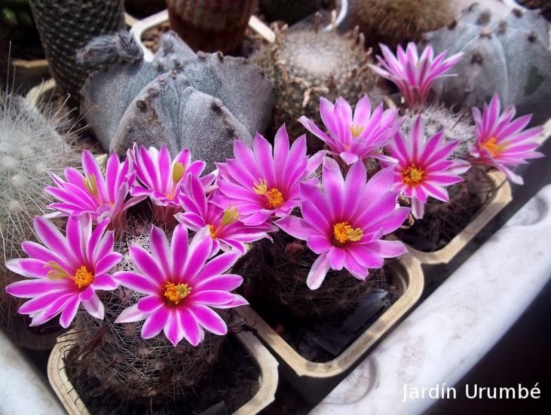Mammillaria boolii