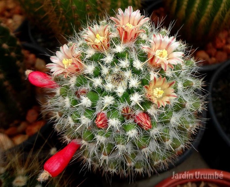 Mammillaria karwinskiana