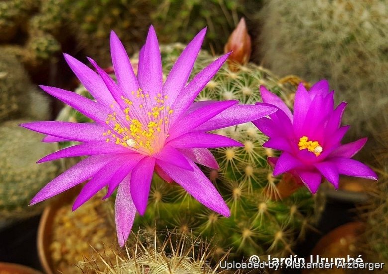 Mammillaria deherdtiana var. dodsonii
