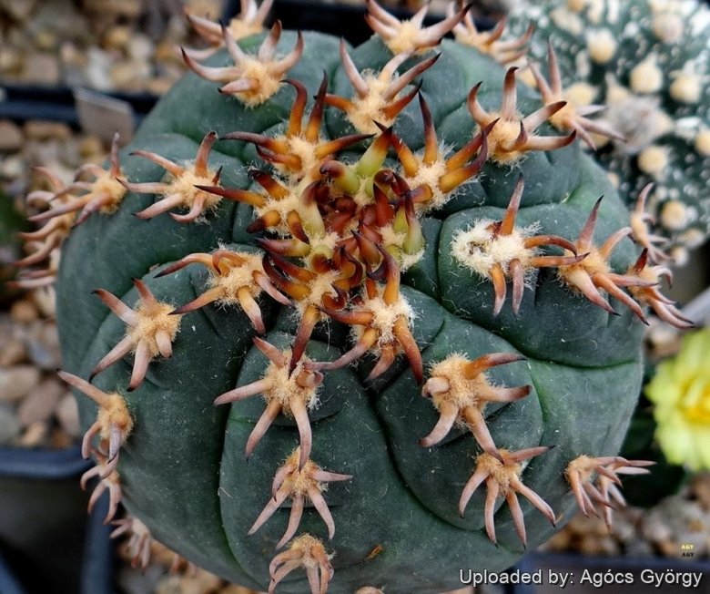 Gymnocalycium spegazzinii var. unguispinum