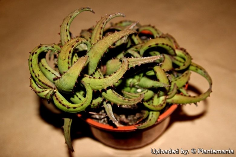 aloe castilloniae × viguieri Madagascar Aloes: Aloe castilloniae