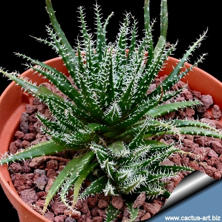 Aloe haworthioides