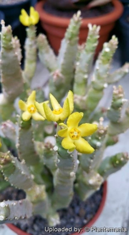Caralluma flava