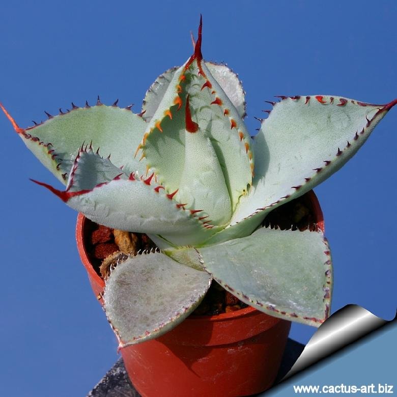 Agave guadalajarana