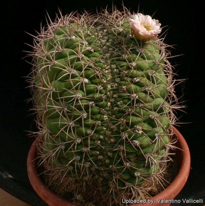 Gymnocalycium saglionis f. cristata