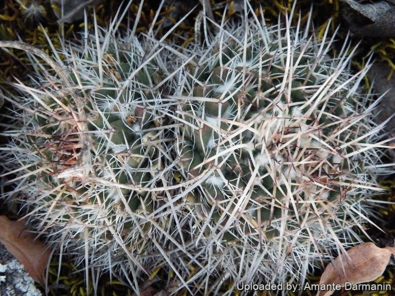 Mammillaria karwinskiana subs. nejapensis