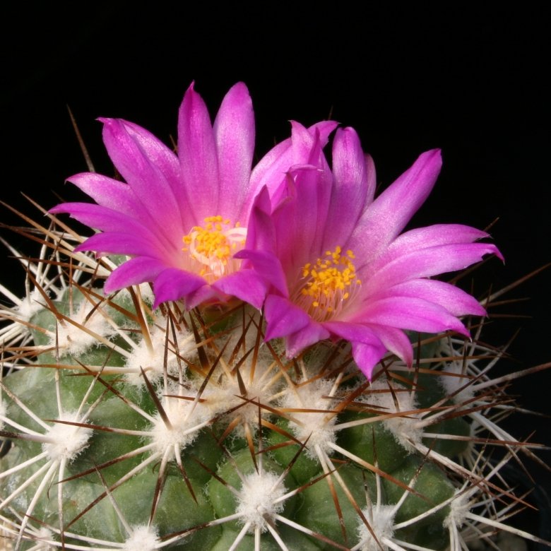 La cactácea Turbinicarpus horripilus solo se encuentra en Hidalgo