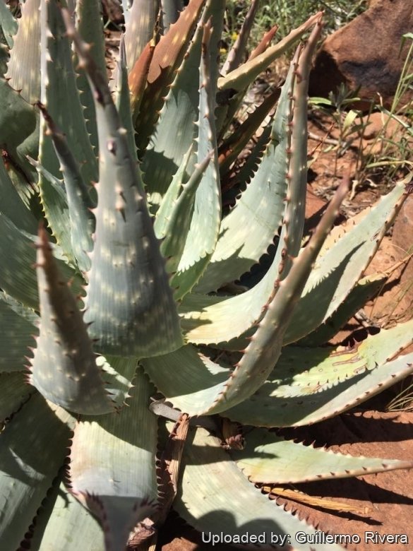 Aloe hereroensis