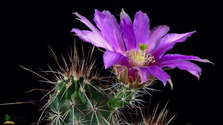 Echinocereus fasciculatus