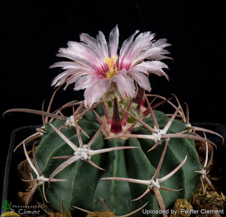 Echinocactus texensis