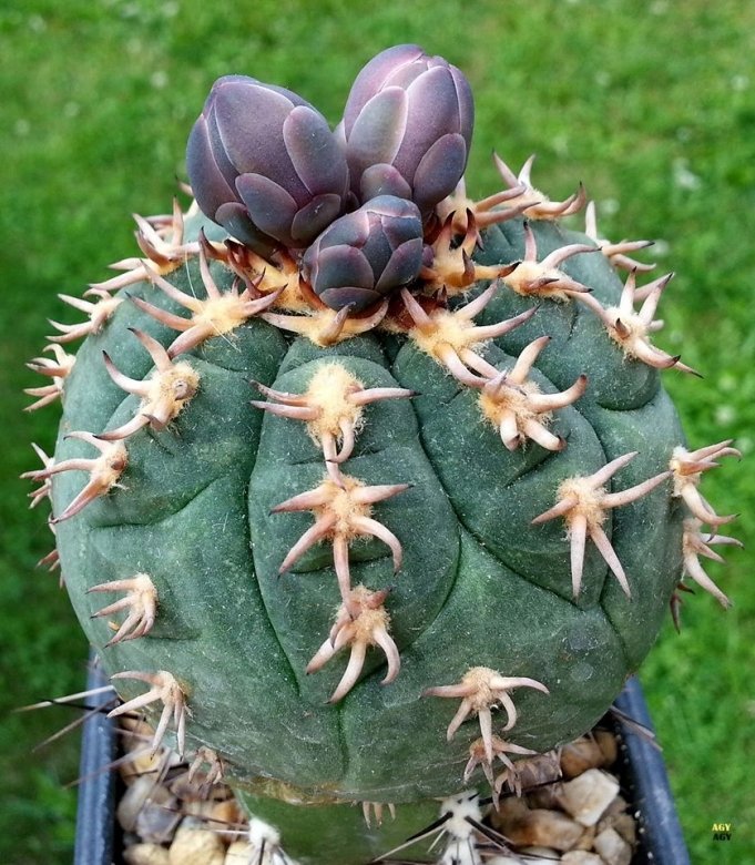 Gymnocalycium spegazzinii var. unguispinum