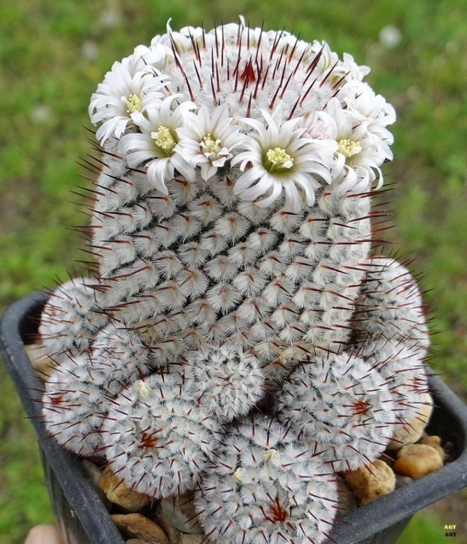 Mammillaria perezdelarosae subs. andersoniana
