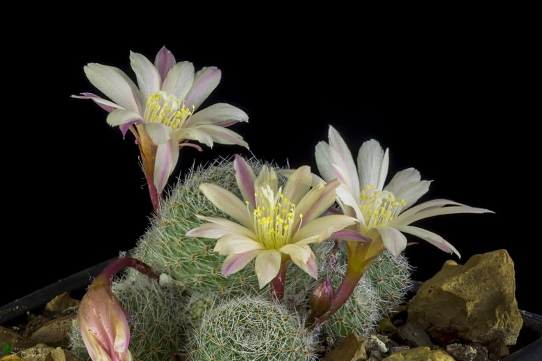 Rebutia heliosa cv. sunrise