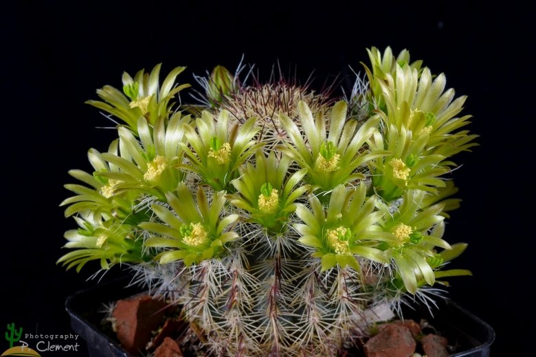 Echinocereus chloranthus