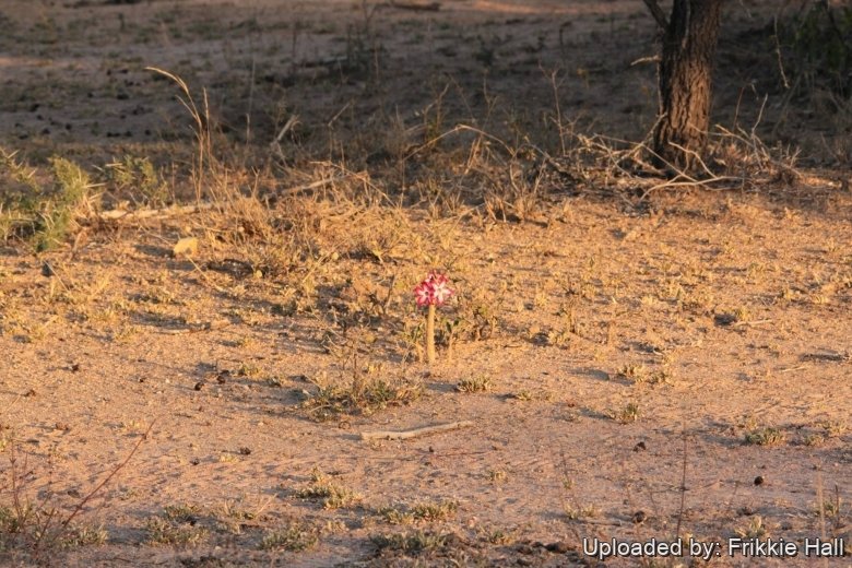The Impala Lily (Adenium Multiflorum) Grows In Northern South Africa And Swaziland, Mozambique - Foto 9