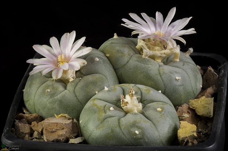 kaktus print More Pricks - Cactus Photography Print main image 1