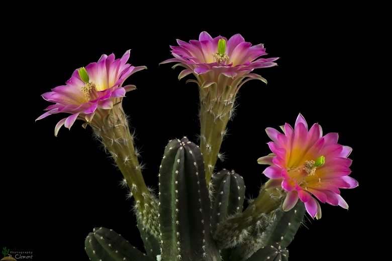 Echinocereus cucumis