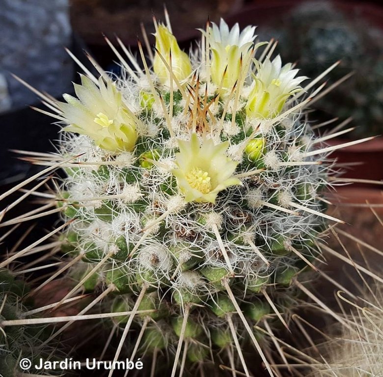 Mammillaria karwinskiana