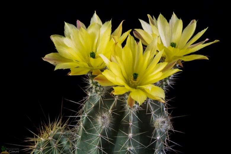 Echinocereus subinermis var. ochoterenae