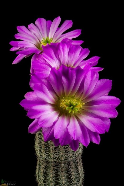 Echinocereus fobeanus subs. metornii