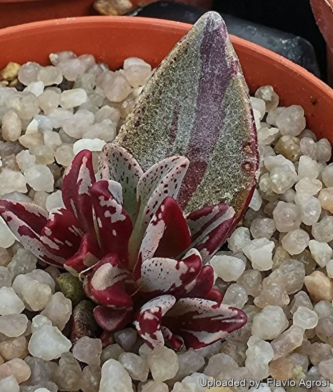 Lenophyllum guttatum f. variegata