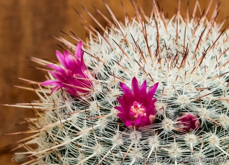 Mammillaria muehlenpfordtii
