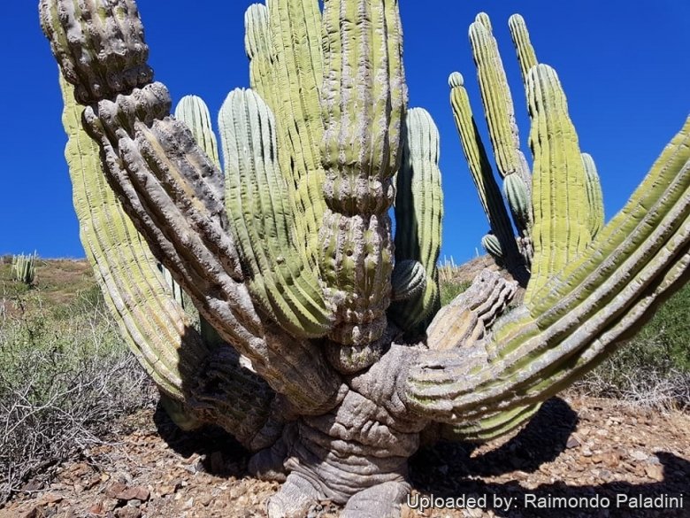 Pachycereus pringlei