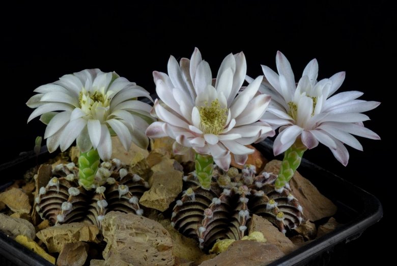 mammillaria mathildae Mammillaria matudae – Kyle's Plants