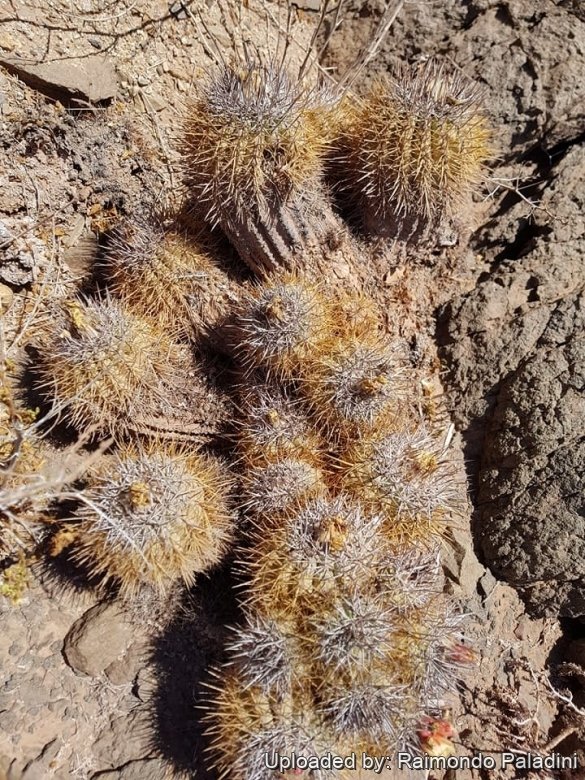 その他 Robin copiapoa x Poh robinceramicstudio その他 Robin copiapoa x Poh robinceramicstudio ☆ 限定